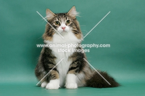Norwegian Forest Cat sitting on green background