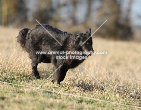 black dog standing in field