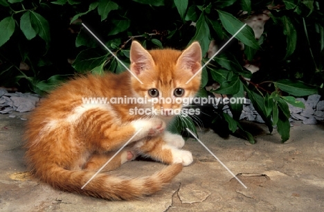 red tabby and white kitten, lying down
