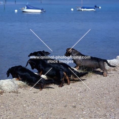 long hair, smooth and wire haired dachshunds looking down into the water