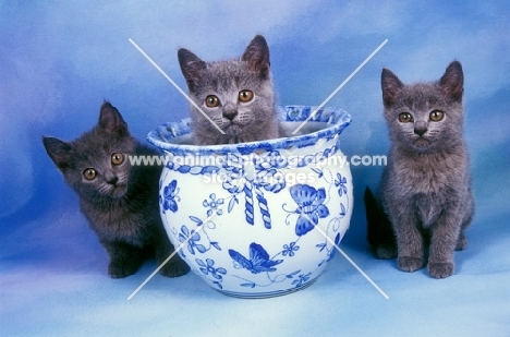 three Chartreux kittens on blue background