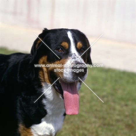 grosser schweizer sennenhund,casar v.d.herrenmatt, portrait