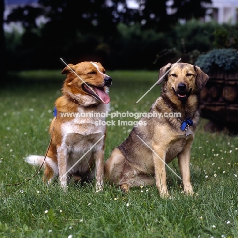 fridolin v. schildbach, hetty vom schindbach, two austrian shorthaired pinschers