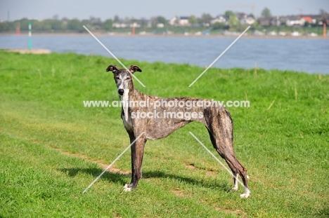 Spanish Galgo (Galgo Espanol) looking at camera