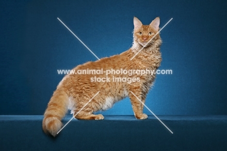 Laperm cat standing on teal background