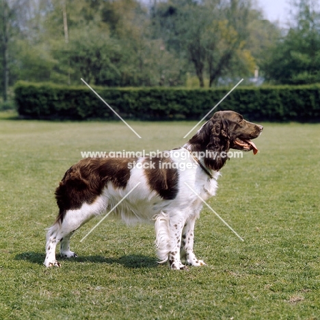 teesview briar, english springer spaniel standing on grass