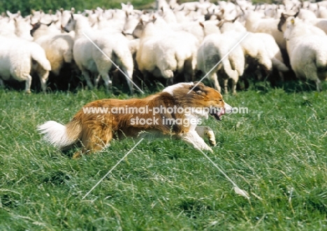 Welsh Sheepdog herding