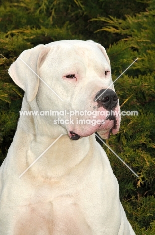 Dogo Argentino head study