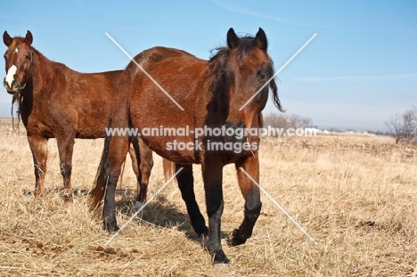 Morgan horses in field