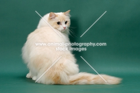 cream point Ragdoll