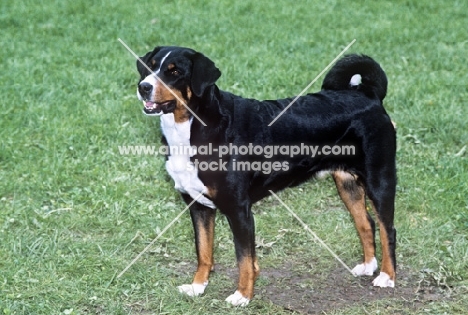 appenzeller standing on grass
