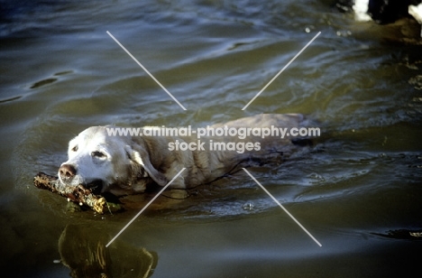 golden retriever swimming carrying stick