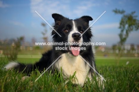 happy black and white border resting in the grass