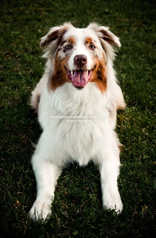 australian shepherd dog lying in grass