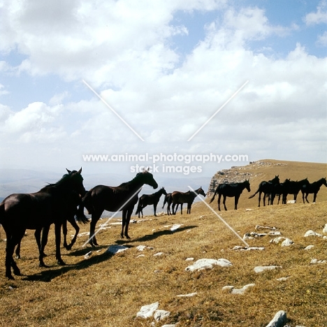 Kabardine colts in taboon in Caucasus mountains