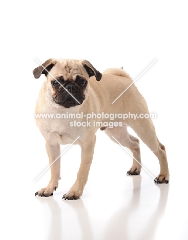 Pug standing on white background
