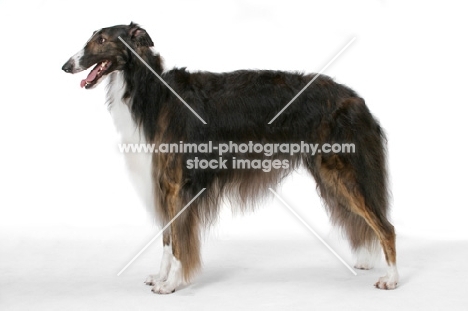 Australian Champion Borzoi, side view