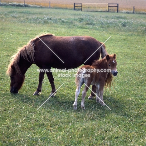 shetland pony mare and foal 