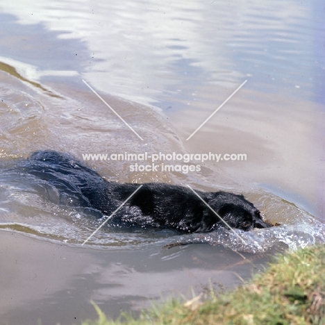 labrador swimming in water