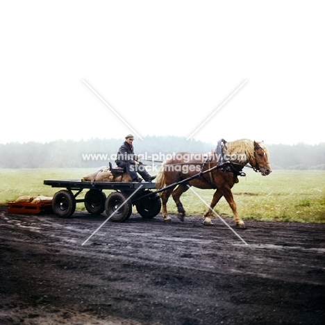 russian heavy draught horse pulling farm cart, image slightly dis-coloured