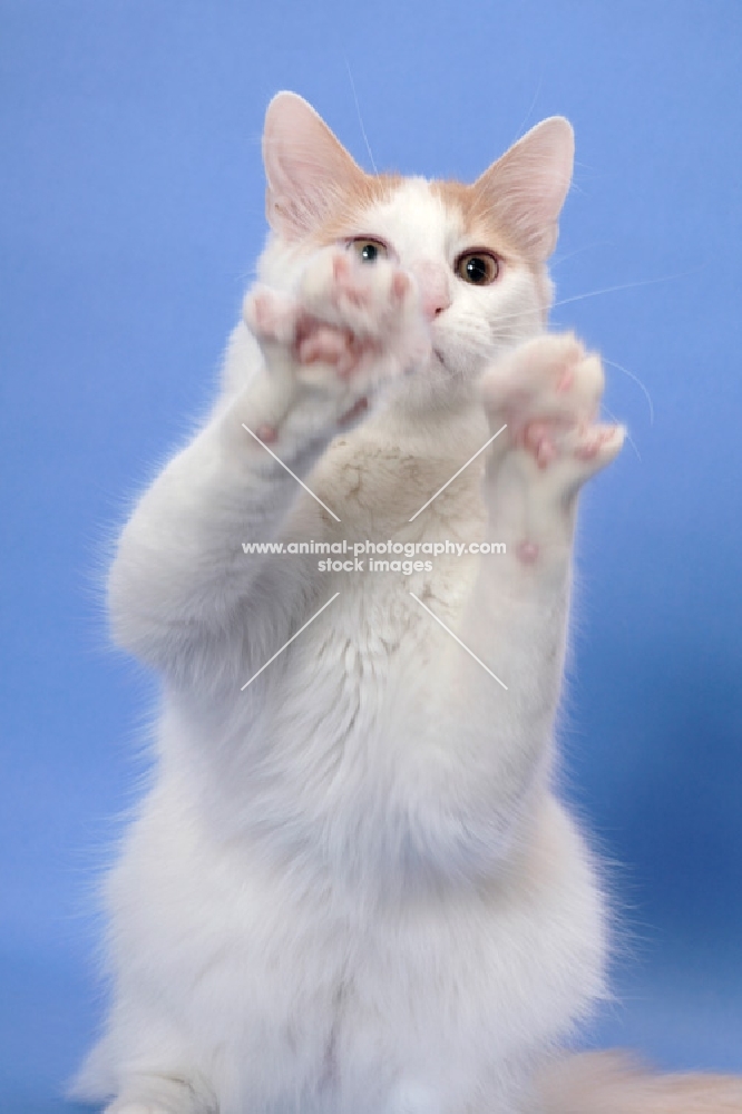 cream and white Turkish Van with paws up