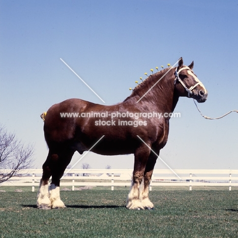 Illini Masterpiece, American Belgian stallion in usa