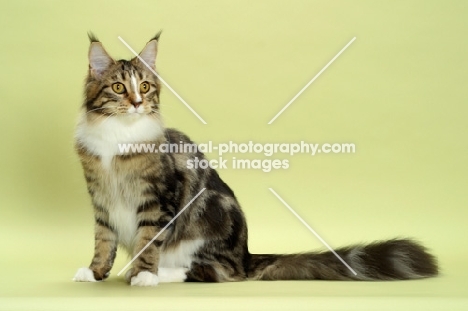 Brown Classic Tabby & White Maine Coon, sitting down