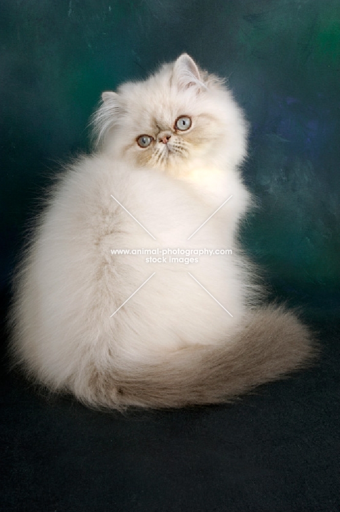 young blue tabby colourpoint cat, back view. (Aka: Persian or Himalayan)