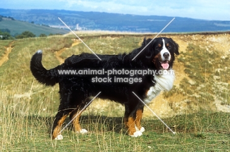 champion bernese mountain dog side view