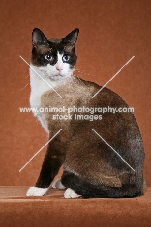 Snowshoe sitting on rusty brown background