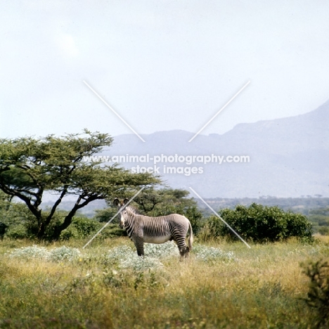 zebra standing in high grass