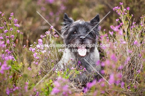 Cairn Terrier standing in heather