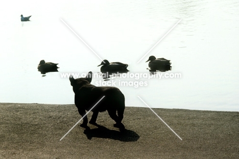 french bulldog watching ducks in a london park