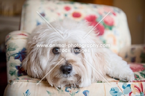 wheaten terrier mix lying with head down on chair