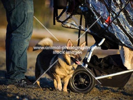 Swedish Vallhund near pram