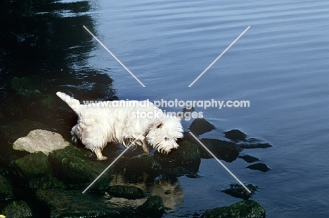 west highland white terrier near a river
