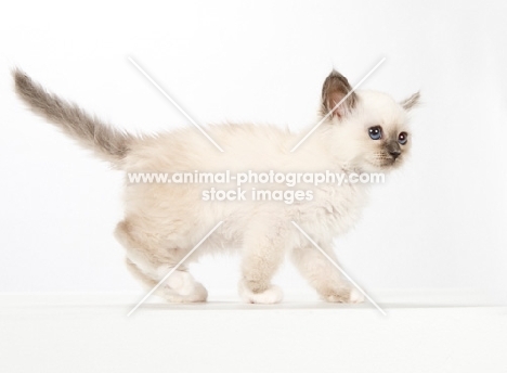 Birman kitten walking