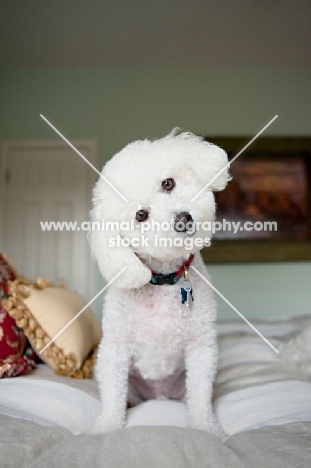 bichon frise with cocked head