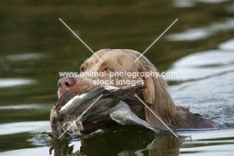 Weimaraner retrieving bird