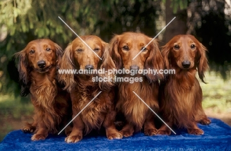 four Dachshund dogs looking at camera