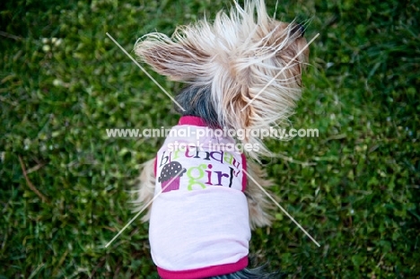 detail of yorkshire terrier wearing shirt that reads "birthday girl"