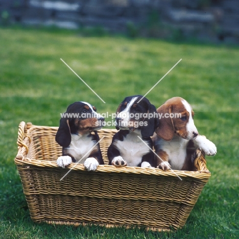 three westphalian dachsbracke puppies