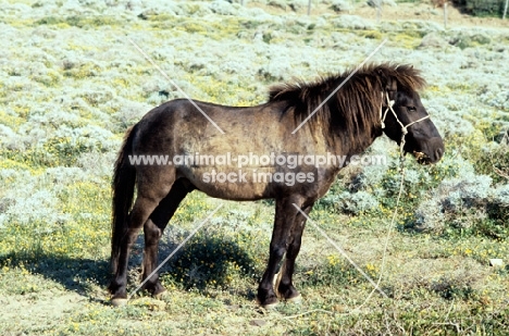 young skyros pony on skyros, greece