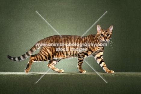 Toyger cat walking on green background