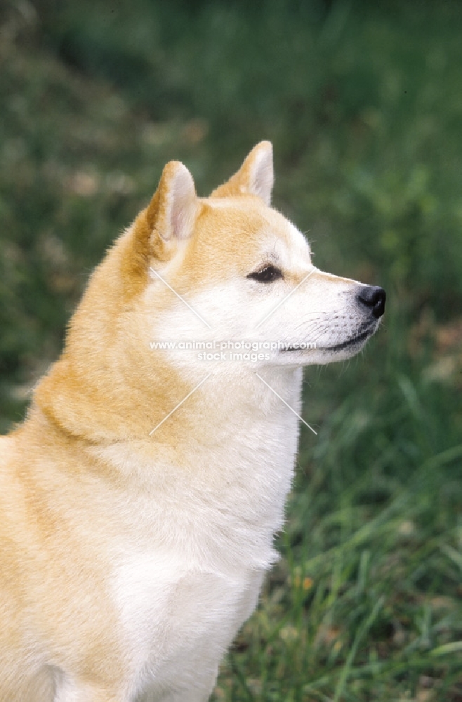 Shiba Inu profile