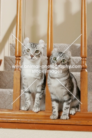 two American Curl cats on stairs