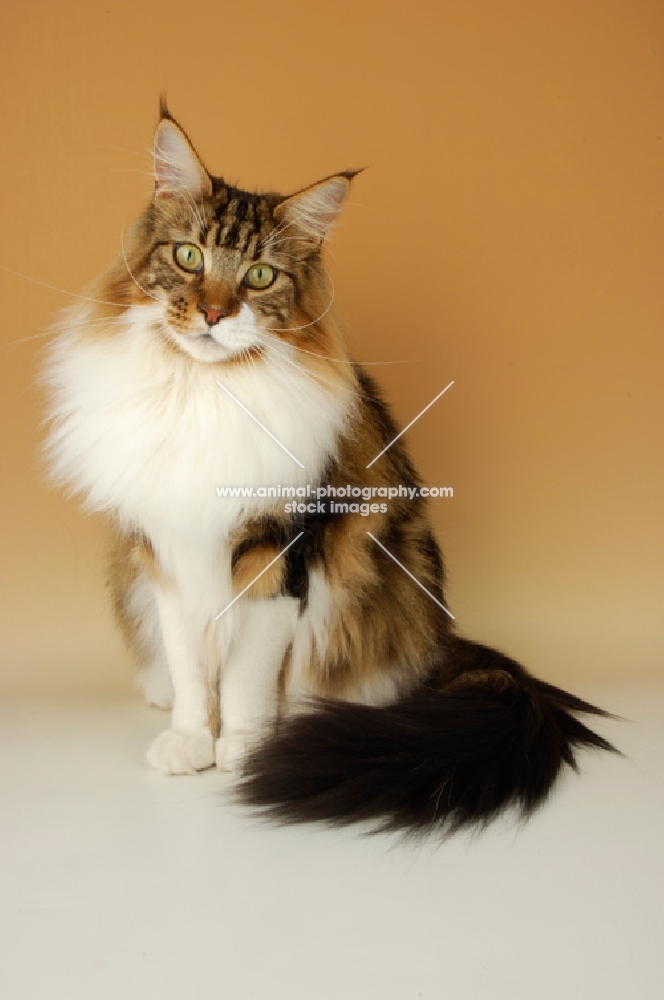 brown tabby and white maine coon cat looking at camera