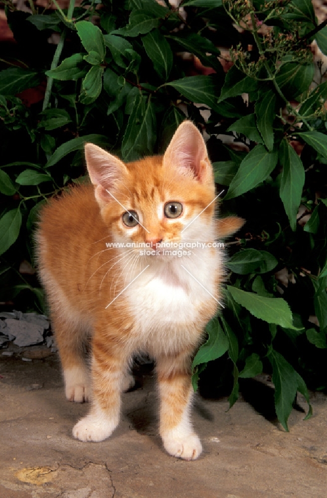 red tabby and white kitten