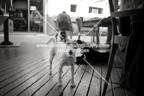 rough Jack Russell Terrier tied at a chair in a restaurant