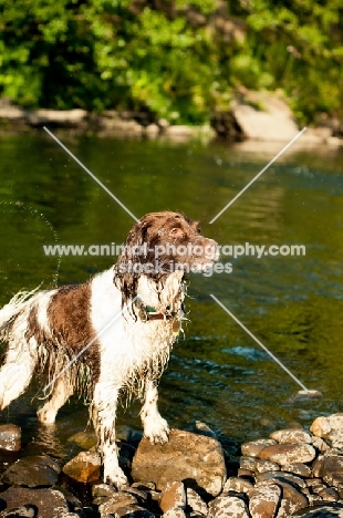 English Springer Spaniel